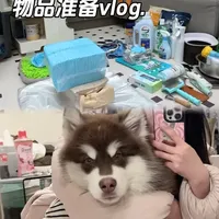 阿拉斯加幼犬到家需要哪些东西🥰 #阿拉斯加 #新手养狗 #养狗好物 #养狗就要养阿拉