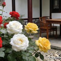 中国风月季香飘万家，凭什么走进千家万户