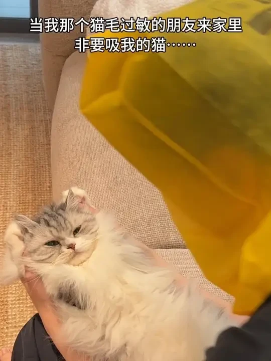 当我猫毛过敏的朋友来我家吸猫…… #被迫营业的猫猫一脸不情愿 #猫毛过敏#鼎伴#鼎伴抗过敏喷雾