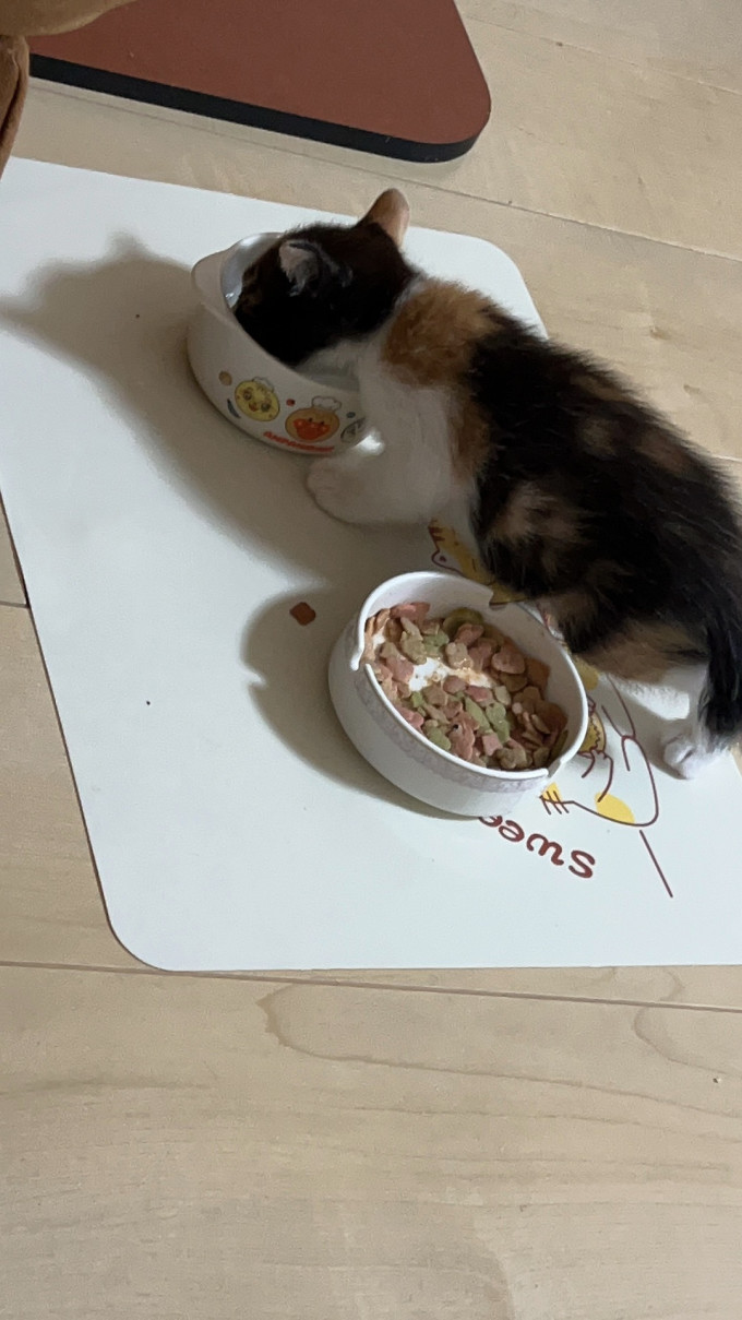 网易严选猫咪湿粮/罐头