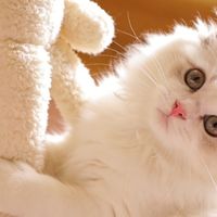 宠物空气净化器哪个牌子好？2026口碑榜前十测评爆料，养宠别踩坑