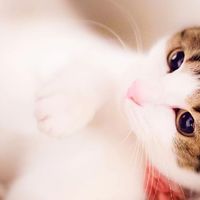 猫罐头选购指南！315甄选十款优质猫罐推荐！闭眼入不翻车