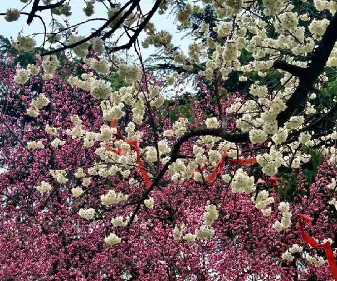 西安赏樱顶流青龙寺已花开成海,唐风樱韵惊艳整个春天