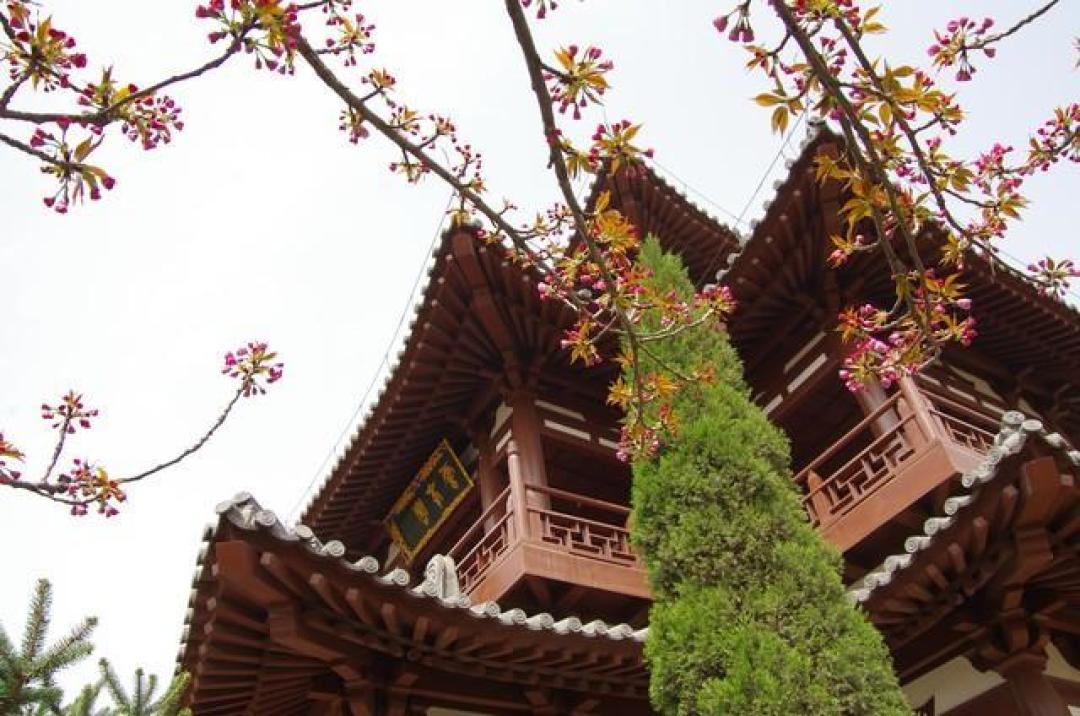 西安赏樱顶流青龙寺已花开成海，唐风樱韵惊艳整个春天