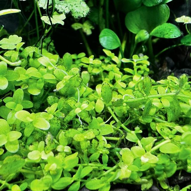 黑毛藻两周清零！水草缸急救指南：稳水质+抑复发，懒人也能抄作业