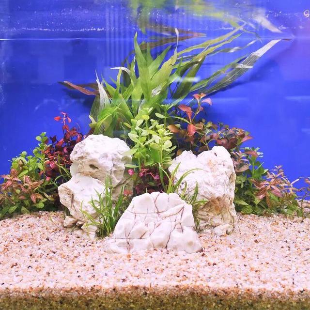 新手开缸必看：30天稳水避坑指南，水质清透水草爆芽鱼虾活蹦乱跳