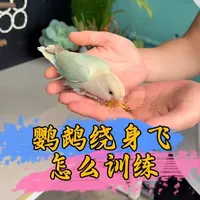 鹦鹉绕身飞怎么训练#鹦鹉鹦鹉萌萌哒逗鹦鹉 #鹦鹉 #手养鹦鹉 #宠物 #萌宠