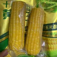 减脂党狂喜！十月稻田黄糯玉米，软糯饱腹还不胖🌽