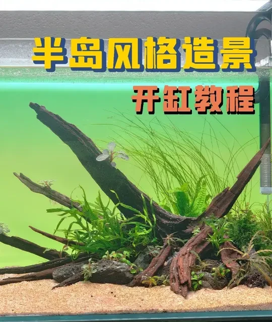 60缸半岛草缸保姆级教程！设备+水草+养护全攻略 三角构图骨架技巧、发泡胶安全提醒、懒人阴性草搭配、全套设备抄作业、养水换水避坑指南一次性讲透！新手照着做就能成，治愈感拉满～
#草缸造景 #水草缸 #养鱼日记 #草缸开缸教程 #鱼缸造景