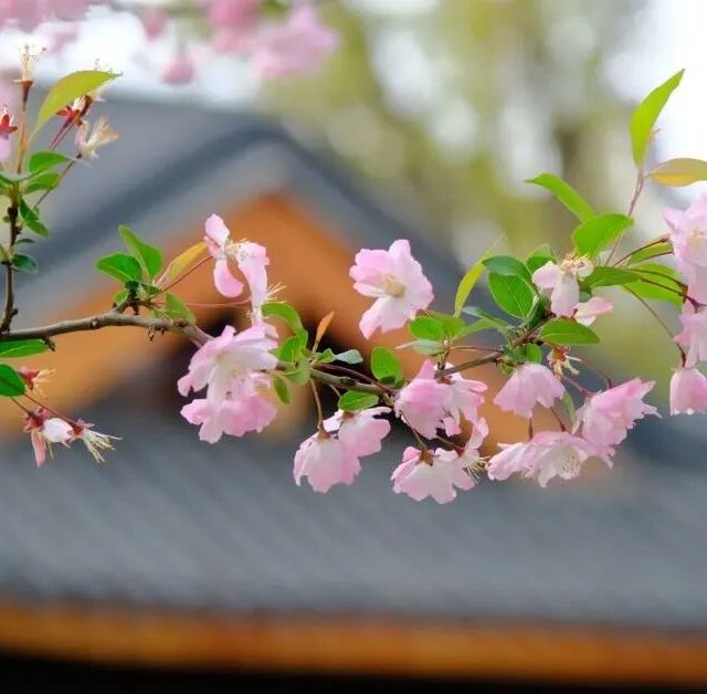 【嘉兴南湖宾馆】¥1299起/2晚--春日 “香雪海”！占位南湖之畔！临湖而建园林酒店！50㎡客房环湖而立！步行可达梅湾街/范蠡湖