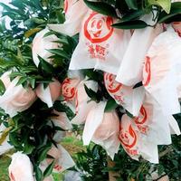 柑橘水果市场行情（五）：耙耙柑发力，能否接棒甘平带来的好运