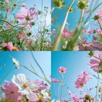 富士直接抄｜直出清透春日花朵 
相机：富士XM5 + XF15-45
胶片模拟：CC
FX蓝色：强
色彩效果：强
白平衡：日光 , R:-2 ’ B:1
色彩：+2
D范围优先级：强