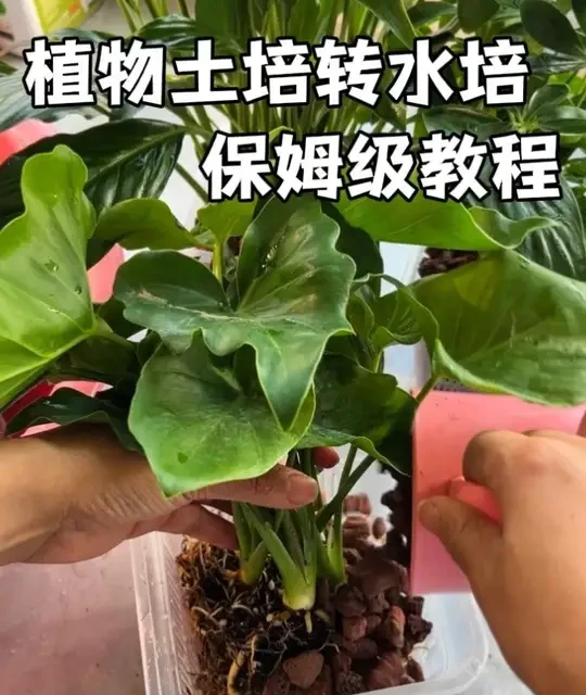 土培植物转水培保姆级教程，龟缸里种植物你就按这个步骤方法来，包活的！#生态龟缸