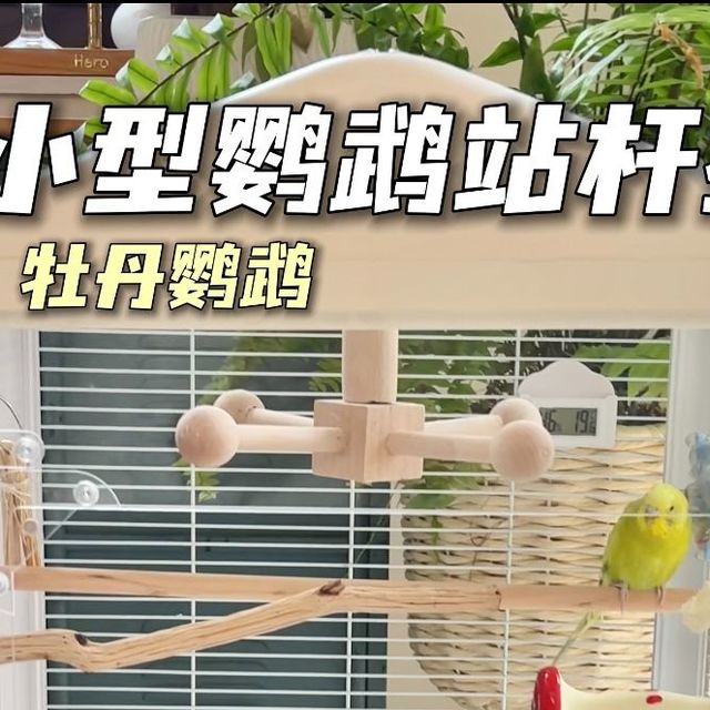 4款小型鹦鹉站杆推荐✨虎皮/牡丹鹦鹉站杆