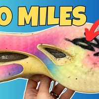 100英里评测：必迈 驚碳 3.0 Turbo —— 竞速跑鞋大师级表现【The FOD Runne】