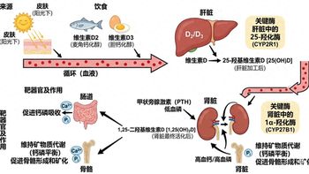 第四篇：CKD-MBD科普系列（四）：维生素D的迷局——活性vs天然
