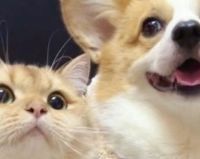 宠物空气净化器哪个牌子好?2026品牌排行榜前十爆款测评，速看