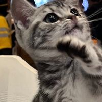 猫粮科普｜狗粮能喂猫吗？10款热门猫粮实测对比