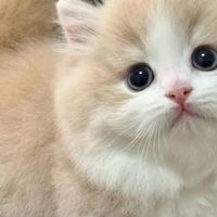 不同牌子的猫粮可以混着吃吗?测评最推荐的猫粮牌子排名前五