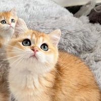 小猫一天吃多少猫粮？对比测评猫粮品牌排名前十哪个牌子是第一名