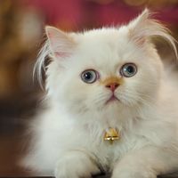 科技数码 篇零：449元！米家可视喂食器上线，解决90%铲屎官的痛点