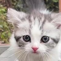 成年猫一天吃多少g猫粮？实测2026十大猫粮排行前五哪款好