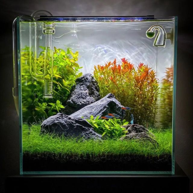 新手开缸必看：3个月稳养一缸绿水不发藻不烂草的景观缸攻略