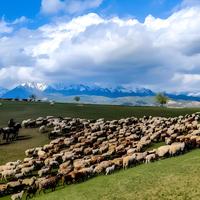 网购新疆羊肉避坑攻略：五大核心维度教你选到正宗草原鲜