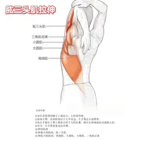 游泳拉伸指南：动作分析与专项拉伸方案