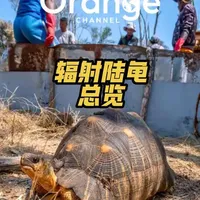 辐射陆龟总览篇！艳绝天下，红颜薄命！ #爬宠 #异宠 #神奇动物在抖音 #陆龟 #动物科普