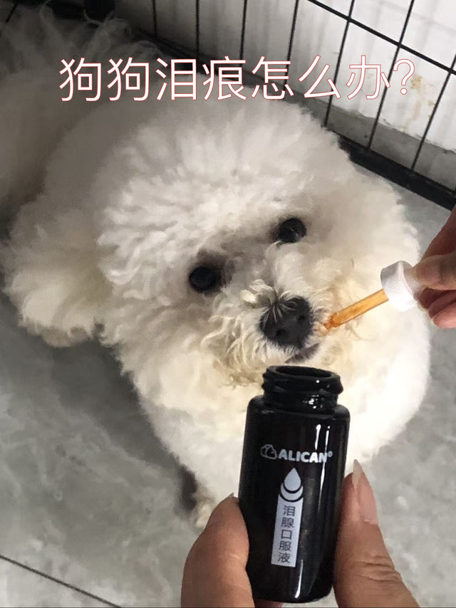 亲测有效✅｜Alican泪痕液：让挑食狗狗也爱不释口的去痕神器