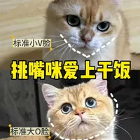 挑食猫变干饭猫的秘密|养猫人速看