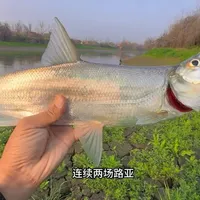 连续两场路亚，都钓到了大翘嘴！大家说是运气好，还是钓技高超呢？#中逵亚客k3 @中逵户外旗舰店 @中逵创始人