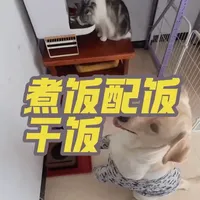 #养狗经验分享 #养狗日常 #拉布拉多 #萌宠出道计划 #狗狗
一些狗饭喂食以及配比的小tips:
1.狗饭用密封袋更好保存,不占空间,拿出来煮也更方便
2.一定要根据自身狗狗的年龄大小,适当配比,不要给任何调味料
3.大型犬生长过快,成年之前生长期间缺钙都会容易腿瘸,所以一定要补钙
4.狗狗吃饭的时候不要去打扰他,以免进食过快或形成护食的可能性