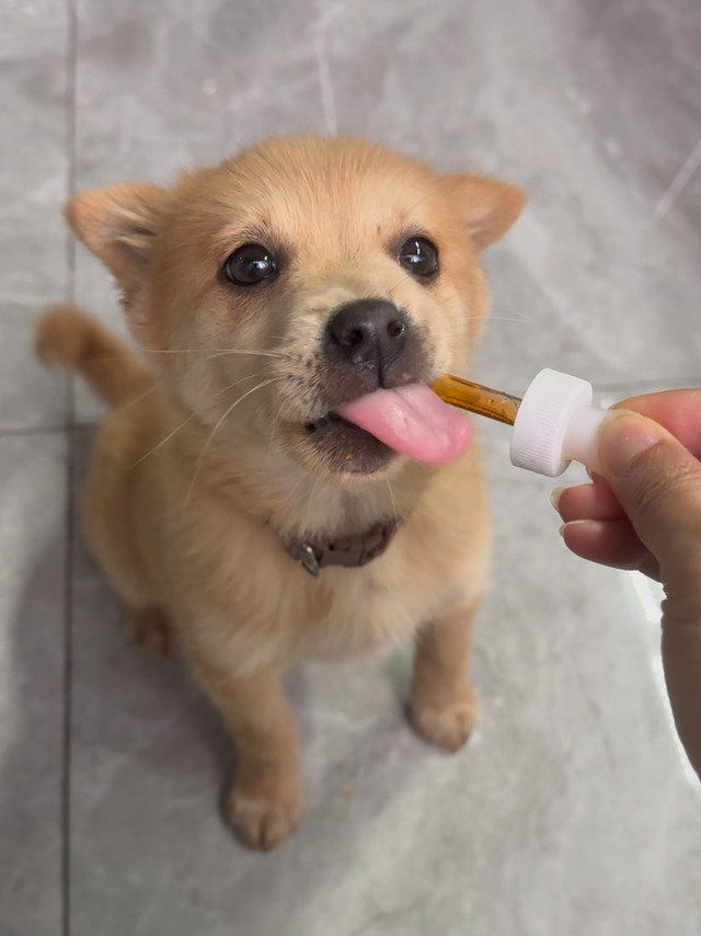 我们的土柴也吃上了豪华套餐