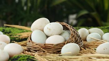 鸡蛋、鸭蛋、鹅蛋、鹌鹑蛋和鸽子蛋的养生功效？（中医）