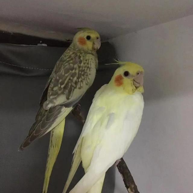 国内宠物鹦鹉饲养合规指南：品种、标识与法律边界