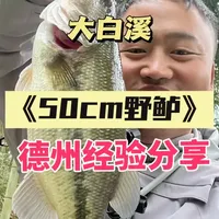 野钓鲈鱼，斩获50➕野鲈一尾，非常激动，分享德州经验 冬末春初，这个季节水温还没有起来，鲈鱼对温度还是很敏感，看书上所说，正负0.5度都有变化，如果是晴天，鲈鱼还是会靠边，降温或者阴天还是在有结构的深水和浅水交界处悬停，多磨。#路亚 #路亚野钓 #路亚新手入门教程 #德州钓组 #超越路亚