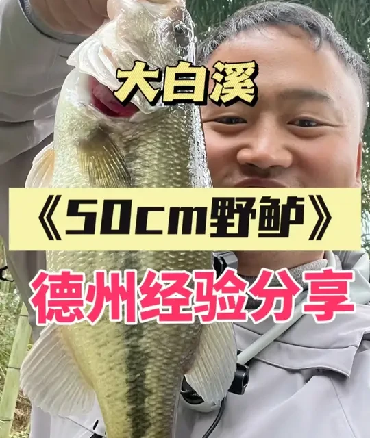 野钓鲈鱼，斩获50➕野鲈一尾，非常激动，分享德州经验 冬末春初，这个季节水温还没有起来，鲈鱼对温度还是很敏感，看书上所说，正负0.5度都有变化，如果是晴天，鲈鱼还是会靠边，降温或者阴天还是在有结构的深水和浅水交界处悬停，多磨。#路亚 #路亚野钓 #路亚新手入门教程 #德州钓组 #超越路亚