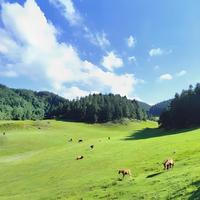 广西贵港平天山国家森林公园:3500亩高山草甸的“阿勒泰”体验