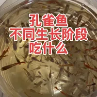 孔雀鱼不同生长阶段吃什么才会长得好生的多 孔雀鱼从出生到亚成到成年等各阶段吃什么鱼食可以生的多长得快长得好，为什么母鱼一次只生几条鱼？#孔雀鱼 #新手养鱼 #养鱼经验分享 #西门阿坤的鱼 #孔雀鱼生产