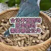 想要繁殖鹦鹉,需要哪些证件,该如何办理?你知道吗?保姆级教程来了!#鹦鹉日常 #手养鹦鹉 #和尚鹦鹉 #玄凤鹦鹉 #虎皮鹦鹉