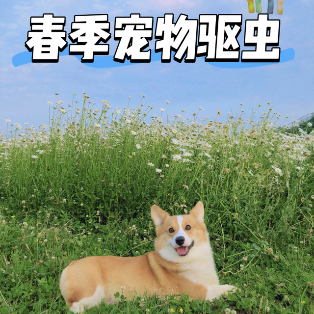 养狗人必看｜春季驱虫全攻略