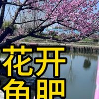 武汉樱花开，鲈鱼肥，粉色路亚竿轮鲈鱼狂拔