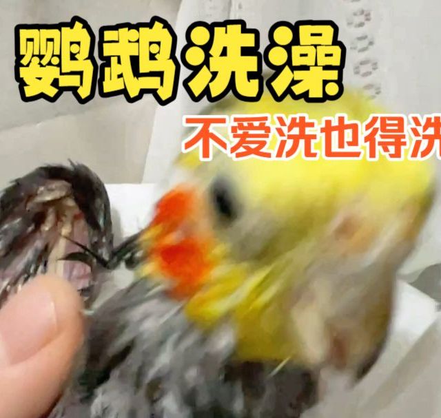 又给嘟嘟洗澡了，鹦鹉这些情况，不爱洗也得洗