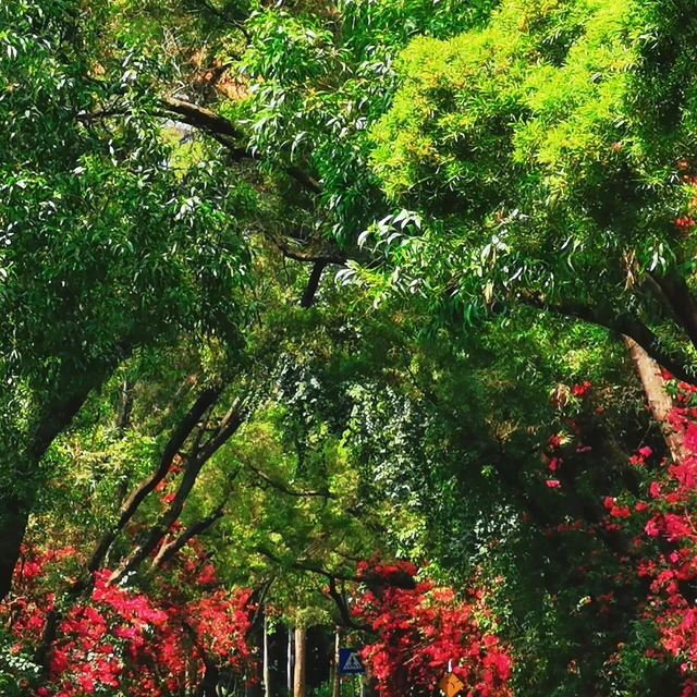 深圳春日Citywalk🌿打卡拍照遛弯慢路线