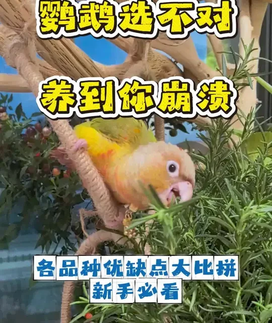 新手养鹦鹉指南：五大热门品种优缺点分析与选购建议