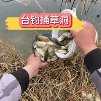 只能传统钓的环境,看我台钓如何连竿公斤鲫#我的钓鱼经验 #钓鱼经验分享 #公斤鲫#大板鲫#钓鱼的乐趣只有钓鱼人懂