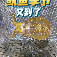 鱿鱼季节又到了#赶海#户外赶海抓海鲜#赶海赶海赶海啦#沉浸式赶海#鱿鱼季节