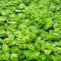 榆钱季来临，多种美味吃法，教你如何享受！